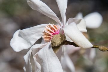 A star magnolia closeup showing off the vibrant pink and yellow stamen