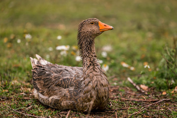 Gray goose in a pen in the stable on a farm. Raising cattle on a ranch, pasture