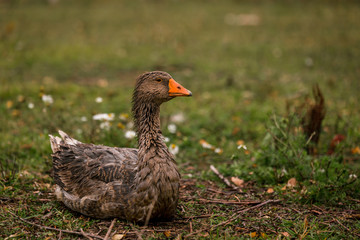 Gray goose in a pen in the stable on a farm. Raising cattle on a ranch, pasture