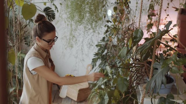 Cheerful young woman with hair bun spraying leaves if tropical plants with water and smiling while working in greenhouse