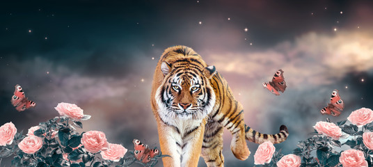 Fantasy tiger walking on fabulous magical night sky background with shining stars and clouds, fairy tale rose flower valley and flying peacock eye butterflies, fantastic wide panoramic banner © julia_arda