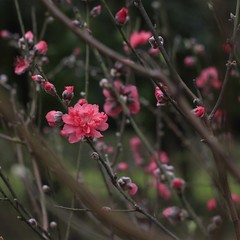 peach blossoms in every spring
