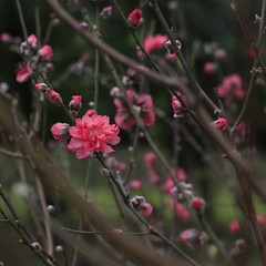 peach blossoms in every spring