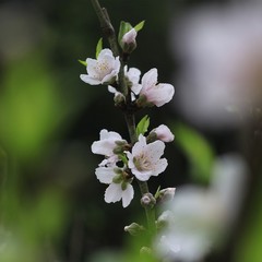 peach blossoms in every spring