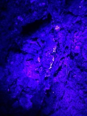 Background image of tree bark and roots. Coronavirus in UV. Nature itself comes up with such unusual paintings and sculptures, one must look at a distance, not bring it closer.