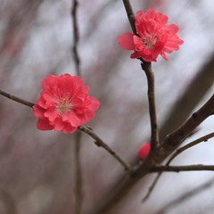 peach blossoms in every spring