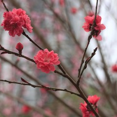 peach blossoms in every spring