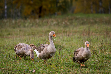 Gray goose in a pen in the stable on a farm. Raising cattle on a ranch, pasture