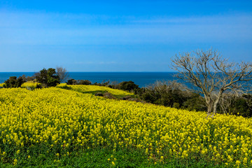 Obraz premium 長崎鼻リゾート菜の花畑