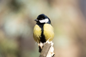 Obraz premium Great Tit (Parus major).