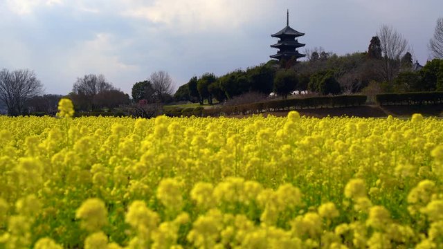 備中国分寺と菜の花
