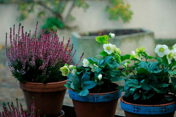 birbirinden güzel renkli çiçekler ve peyzaj çalışmaları