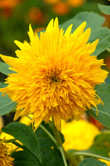 Sunflower Before Bloom