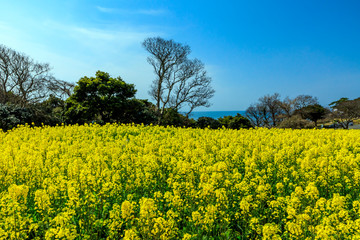 長崎鼻リゾート菜の花畑