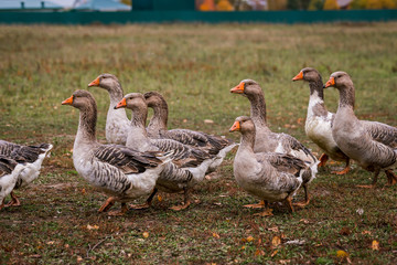 Obraz premium Gray goose in a pen in the stable on a farm. Raising cattle on a ranch, pasture
