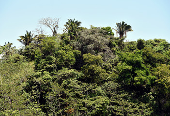 Green landscape of Panama Canal, view from the transiting cargo ship.