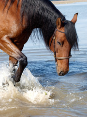 Horse Splashing in River