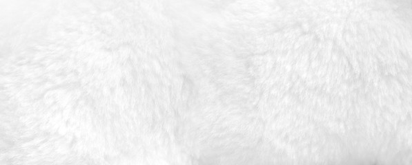 White fur background close up view. Banner