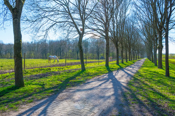 Fototapeta na wymiar Trees in a forest below a blue sky in sunlight in spring