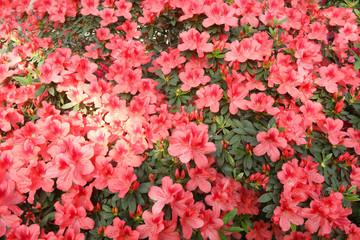 Image of beautiful floral wall background with amazing spring flowers