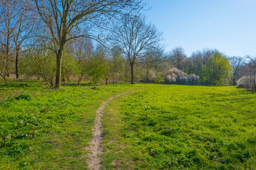 Trees in a forest below a blue sky in sunlight in spring