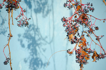 Blue stucco wall of house. Shadows from tree branches or shrubs on light blue aged surface. Brown dry branches of wild grapes with wrinkled dark clusters of berries. Copy space. Selective focus image.