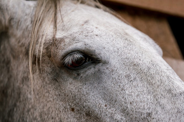White horse eye close up in a pen behind a fence in a meadow on a farm. Raising cattle on a ranch, pasture