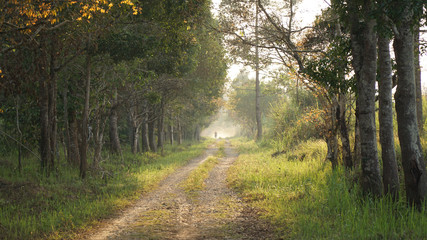 Tropical landscape vegetation and trees in Cát Tiên National Park, Vietnam.