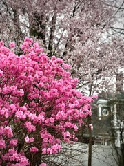 Pink Spring Blossom 