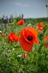 klatschmohn