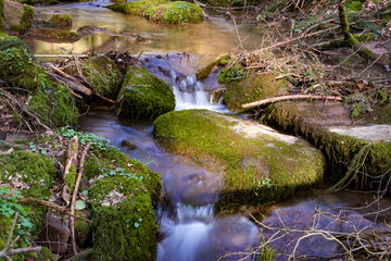 Obraz premium stream in the forest