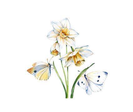 Watercolor daffodil flowers with butterflies. Realistic narcissus plant isolated on white. Two detailed white butterflies. Botanical floral illustration with insect