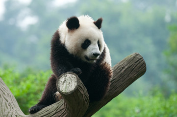 Obraz na płótnie Canvas Cute giant panda bear