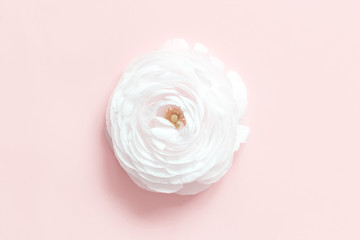 Cream ranunculus flower on a light pink  background