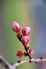 Spring flowers. Apricot tree branch with beautiful flowers close-up. Vertical composition of the frame 