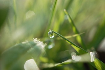 morning dew