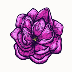 Obraz premium Peony blooming flowers hand drawn isolated colorful and outline vector clipart. plant elements for graphic design and your creative projects, posters, postcards, invitations and tattoos.