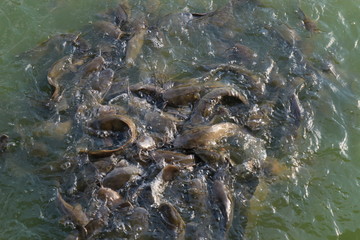 Many catfish are eating food in the pond.