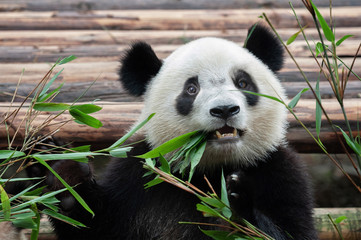 Obraz premium Cute giant panda bear
