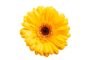 Yellow gerbera daisy isolated on white background