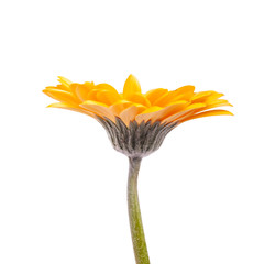 Yellow gerbera daisy isolated on white background