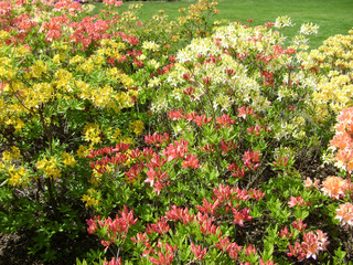 Flower azalea blooming in springtime. Background full of flowers Japanese pink Azalea.