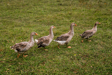 Gray goose in a pen in the stable on a farm. Raising cattle on a ranch, pasture