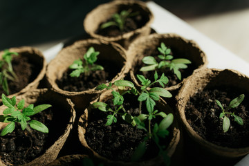 seedlings in peat pots in the spring sun. Baby plants seeding, black hole trays for agricultural...