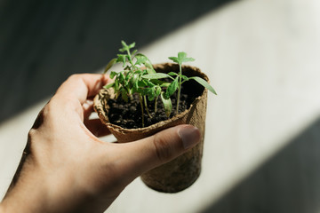 seedlings in peat pots in the spring sun. Baby plants seeding, black hole trays for agricultural...