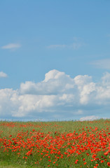 klatschmohn