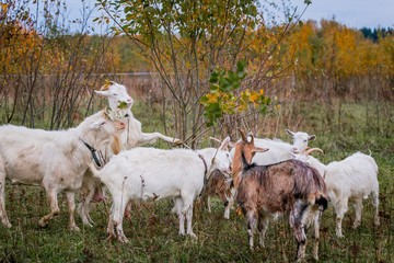 Obraz premium A herd of white and brown goats in a meadow on a farm. Raising livestock on a ranch, pasture