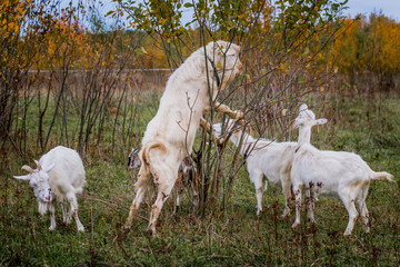 A herd of white and brown goats in a meadow on a farm. Raising livestock on a ranch, pasture