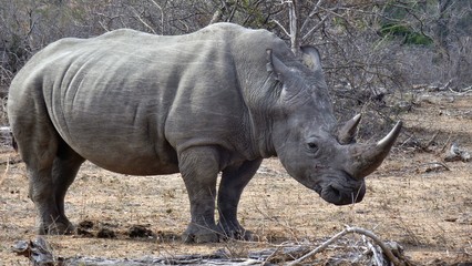 Naklejka premium sudafrica