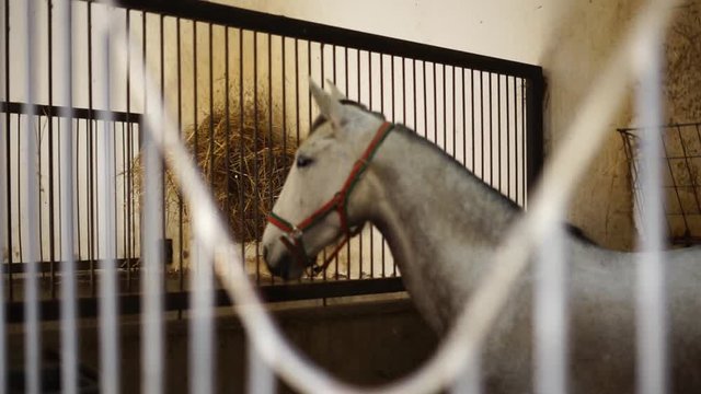 White horse on a stable